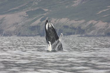 2 heures de visite des baleines, Eyjafjord et Akureyri